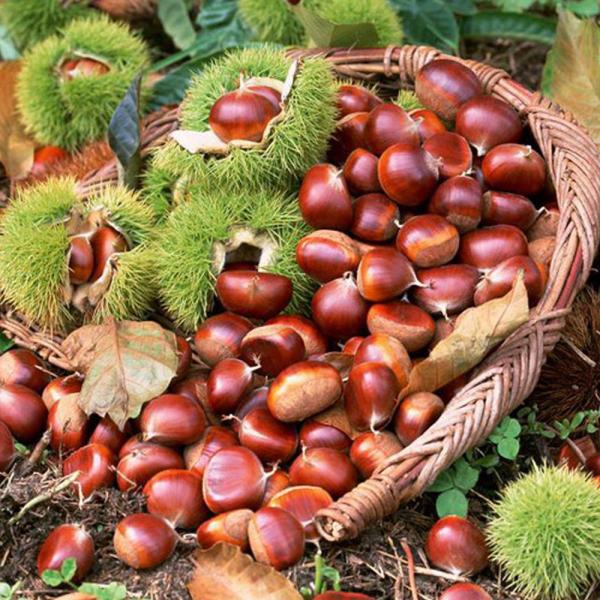 Cheap new crop, Raw peanut in shell/ Roasted peanut in shell/ Red skin peanut for sale