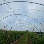Uv Resistant Polyethylene Berry Hoop Film Greenhouse With Door Keep Warm Growing