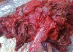 BQF 5kg 10kg Yellowfin Tuna Waste Meat For Restaurant
