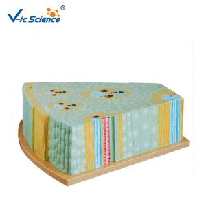 Quality Bilological Class 47x46x18cm 5kgs Plant Stem Cell Model wholesale
