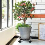 ISO9001 2008 Certified Metal Plant Caddy with Caster 11.8 Inches Plant Stand on