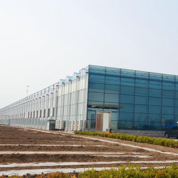10x10 10x12 10x6 Aluminum Venlo Glass Greenhouse Grow Rose With Cooling System