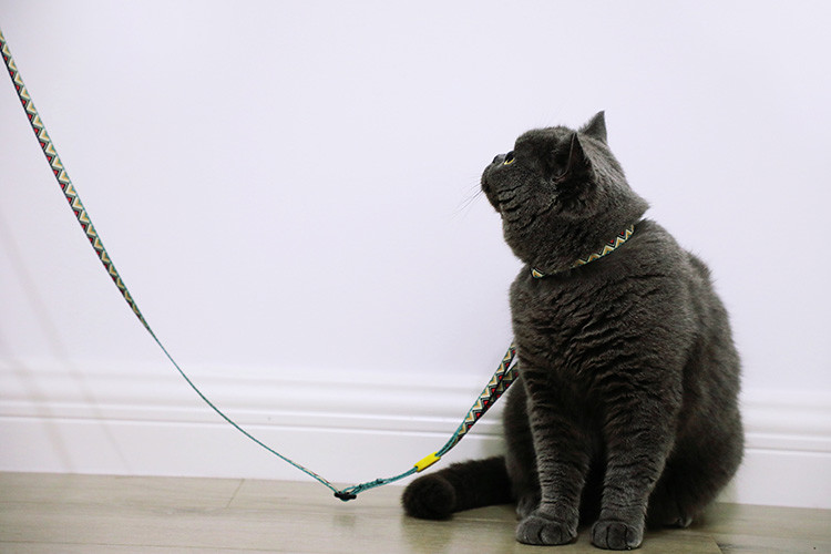 Travel Small Cat Harness And Leash Kitten Lead And Harness