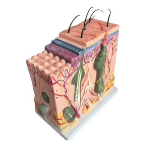 Quality Medical Anatomy Human Skin Model For Science Classroom Study Display Teaching wholesale