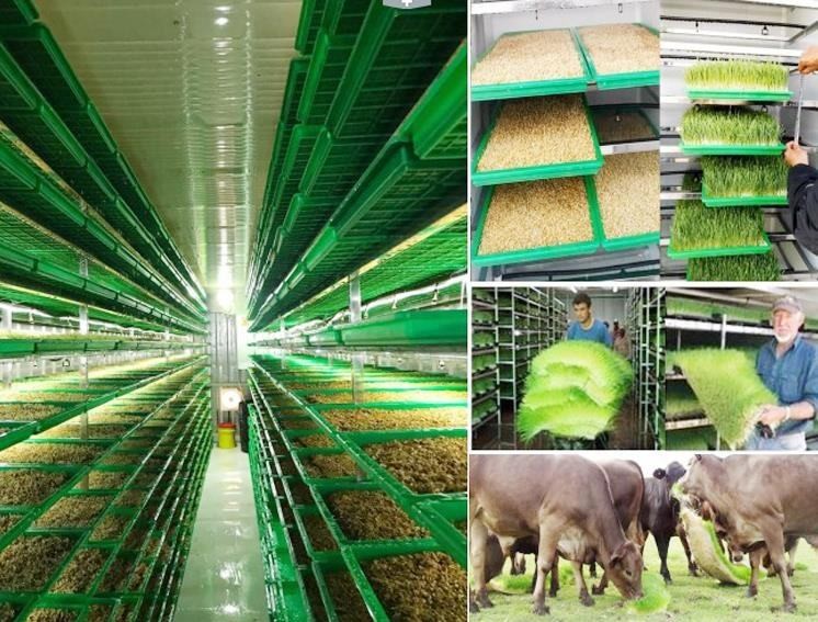 Poultry Feed Hydroponic Fodder Machine Maize Corn Fodder Growing Systems