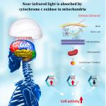 Health Physiotherapy Machine 810nm Helmet NIR Infrared Red Light Therapy