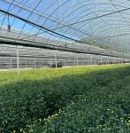 Multi-Span Film Greenhouse for Vertical Farming Package Size 50.00cm * 60.00cm *