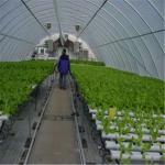 Professional Intelligent Glass Greenhouse For Tomato / Pepper / Cucumber