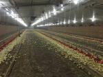 Anti Corrosive Steel Structure Poultry House Galvanized Farm Bird Shed