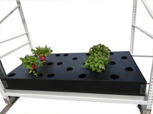 Quality 40 Site Aeroponic Hydroponic Growing Boxes Tomato Hydro Grow System wholesale