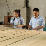 Artificial Wood Veneer of Golden Tree Ring 0.30mm G.TR-X3388 Slice Cut For