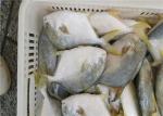 6 Fatty Acids A Grade 400G-500G Frozen Golden Pomfret
