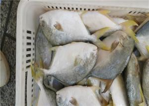 Quality 6 Fatty Acids A Grade 400G-500G Frozen Golden Pomfret wholesale