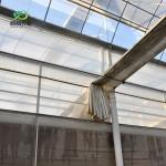 Arched Roof Multispan Hydroponics Plastic Film Agricultural Greenhouse for