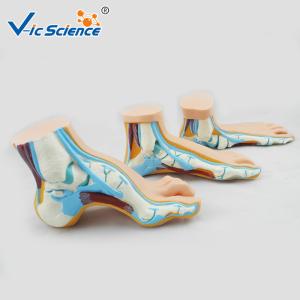 Quality Non - Toxic Human Anatomical Model Normal Flat Anatomical Foot Model VIC-326 wholesale