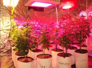 Quality DC12V IP68 full spectrum 4ft hydroponic greenhouse LED grow light 15/30/45/60W wholesale