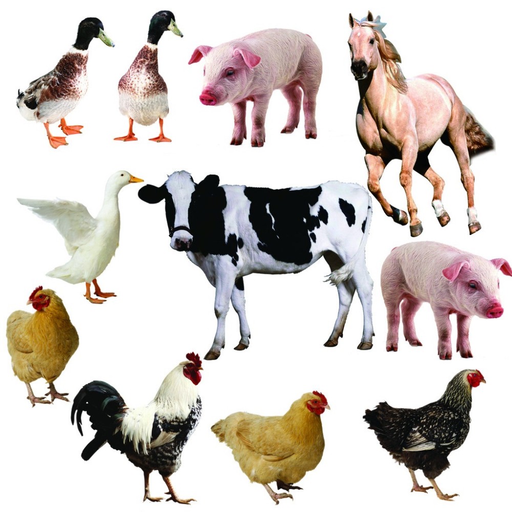 Poultry Waste Chicken Waste Rendering Plant Animal Feed Harmless Treatment