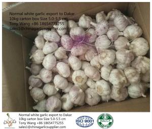 Quality Garlic to Senegal wholesale
