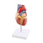 Life Size 2 Parts Medical Plastics Anatomical Heart 3d Model PVC Materials