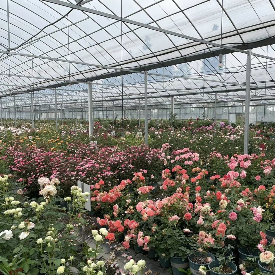 Vegetable Production Po Film Greenhouse with Water Pipe System