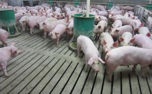 Quality 300 Sows Whole Farm Pig Farming Livestock Farm Equipment wholesale