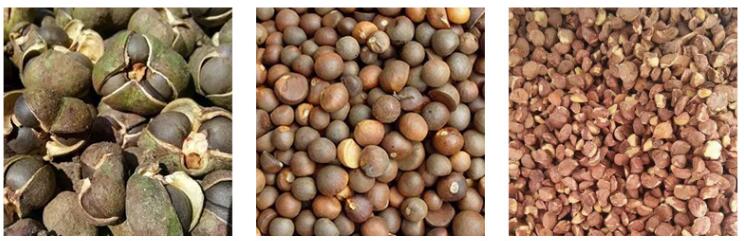 Camellia Seed Shelling Sorting Automatic Food Processing Machine Commercial
