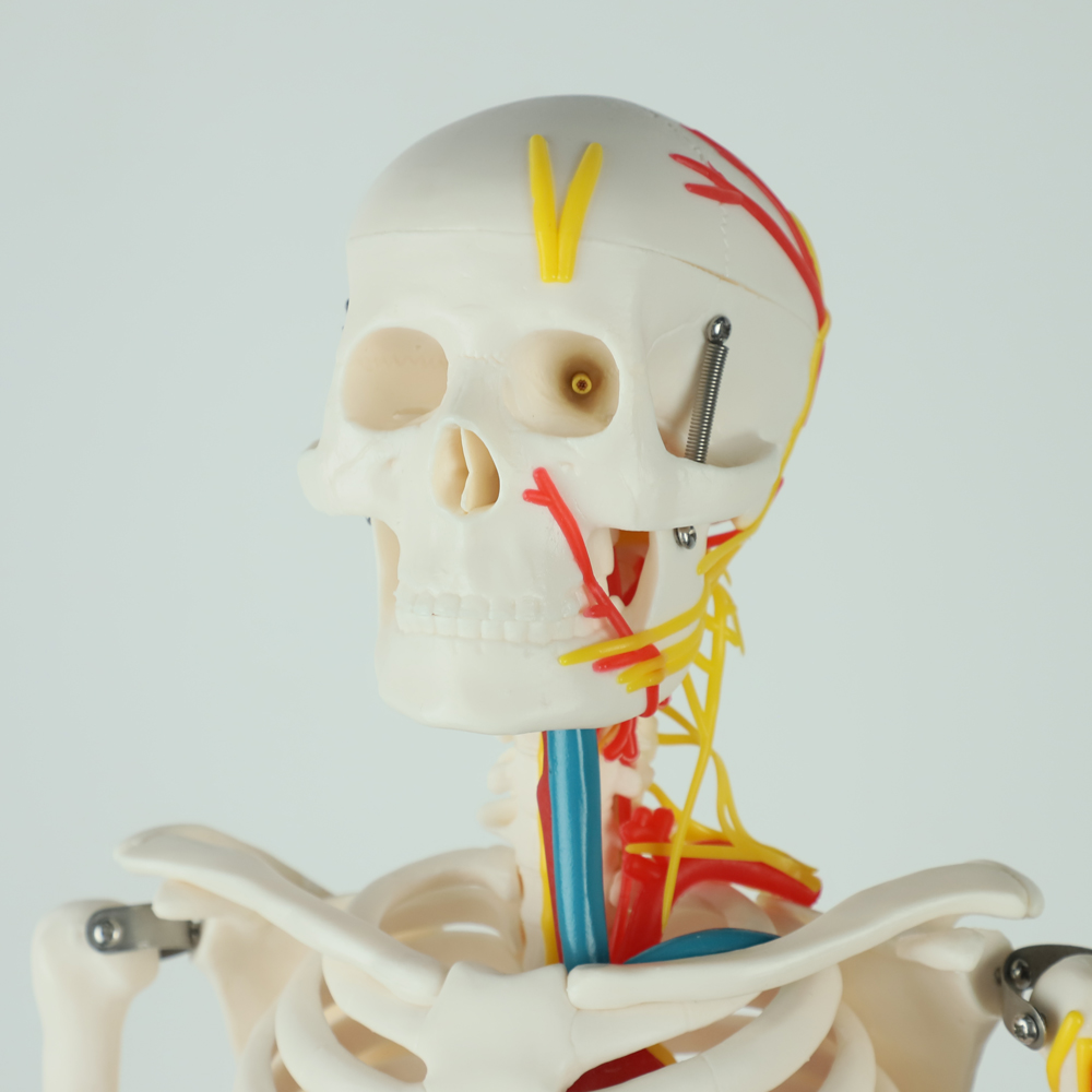 Full Size Anatomy Skeleton Model Chromatic Vessels Nerves 85cm