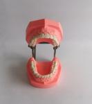 Colorful Brushing Plastic Dental Teeth Model Removable