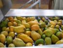380V Fruit Jam Production Line / Fruit Pulp Processing Plant Stainless Steel