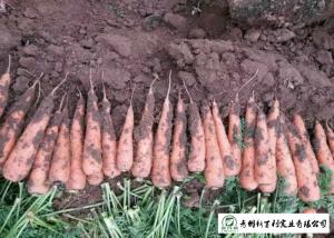 Quality Nutritious Fresh Organic Carrots No Pesticide Residue Contain Carotene wholesale