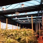 PE Film Poly Tunnel American Cannabis Cultivation Automated Blackout Greenhouse