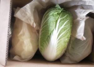 Quality Green Color Organic Chinese Cabbage Big Size Japan Standard Own Bases wholesale