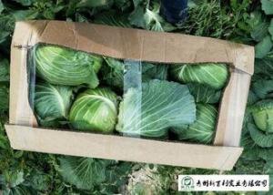 Quality Clean Healthy Raw Green Cabbage , Small Round Cabbage No Pollution wholesale