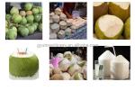 Restaurant Coconut Peeling Machine for Malaysia Market at Affordable