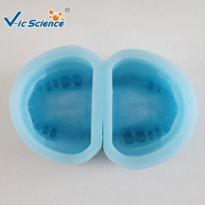 Quality Standard Rubber Teeth Mould Dental Teaching Model , Study Models In Dentistry wholesale