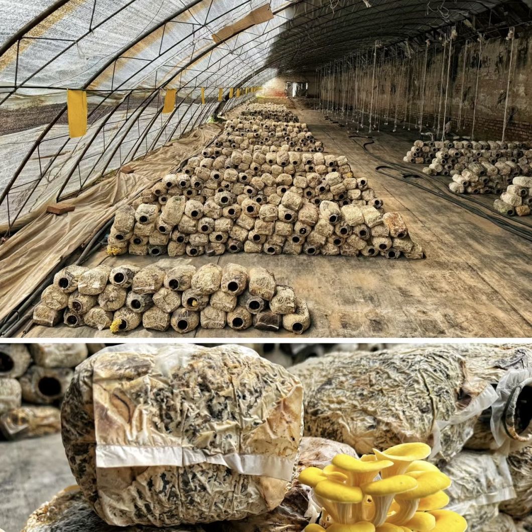 Hydroponic Seeding Breening Greenhouse