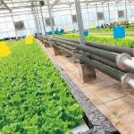 US Currency Controlled Humidity Film Greenhouse for Soilless Vegetable