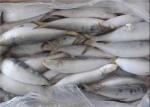 BQF Freezing Bulk 75g Fresh Frozen Sardines For Bait