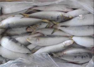 Quality BQF Freezing Bulk 75g Fresh Frozen Sardines For Bait wholesale