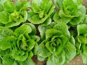 Quality No Yellow Flower Fresh Green Cabbage For Restaurant And Supermarket wholesale