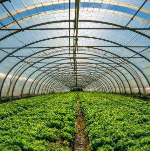 Quality Stable Structure Tunnel Greenhouse for Vegetable Fruits Flowers in Ghana Easy Assembly wholesale