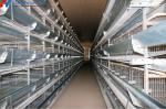4 Tiers Poultry Battery Cages Customized Automated Poultry Cages For Pakistan