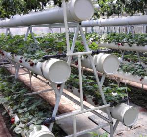 Quality Pollution Free Commercial Hydroponic Greenhouse Saving Water / Fertilizer wholesale