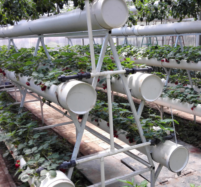 Wind Load 120KM/H PC Sheet Greenhouse With A Type Strawberry Hydroponic Rack