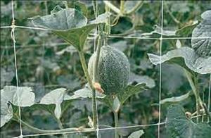 Quality Climbing Plant Support Netting wholesale