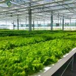 Lettuce Vegetable Growing Smart Greenhouse Farming Greenhouse With Steel Frame