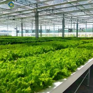 Quality Lettuce Vegetable Growing Smart Greenhouse Farming Greenhouse With Steel Frame wholesale