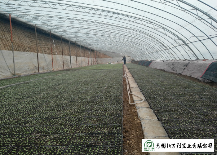 Green Color Organic Chinese Cabbage Big Size Japan Standard Own Bases