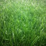 Soft PE PP Outdoor Fake Grass For Yard Free Sample Customized Acceptale