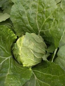 Quality Yellow Inside Fresh Chinese Cabbage For Frying / Simmering / Mixing wholesale